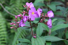 Osbeckia hispidissima